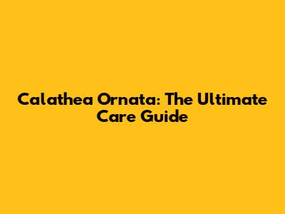 Calathea Ornata: The Ultimate Care Guide