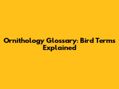 Ornithology Glossary: Bird Terms Explained