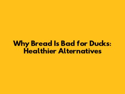 Why Bread Is Bad for Ducks: Healthier Alternatives