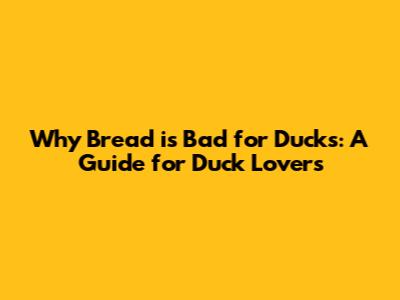 Why Bread is Bad for Ducks: A Guide for Duck Lovers